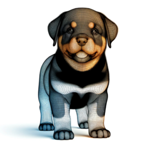 Rotweiler hvalp