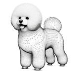 Bichon Frise