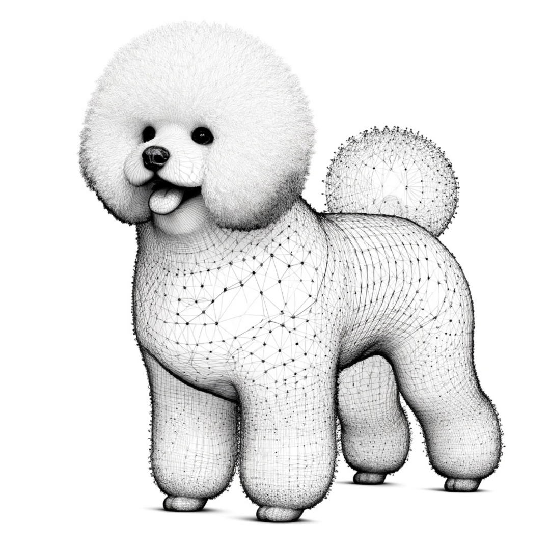 Bichon Frise