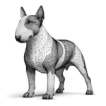 Bullterrier