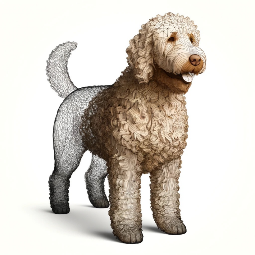 Labradoodle