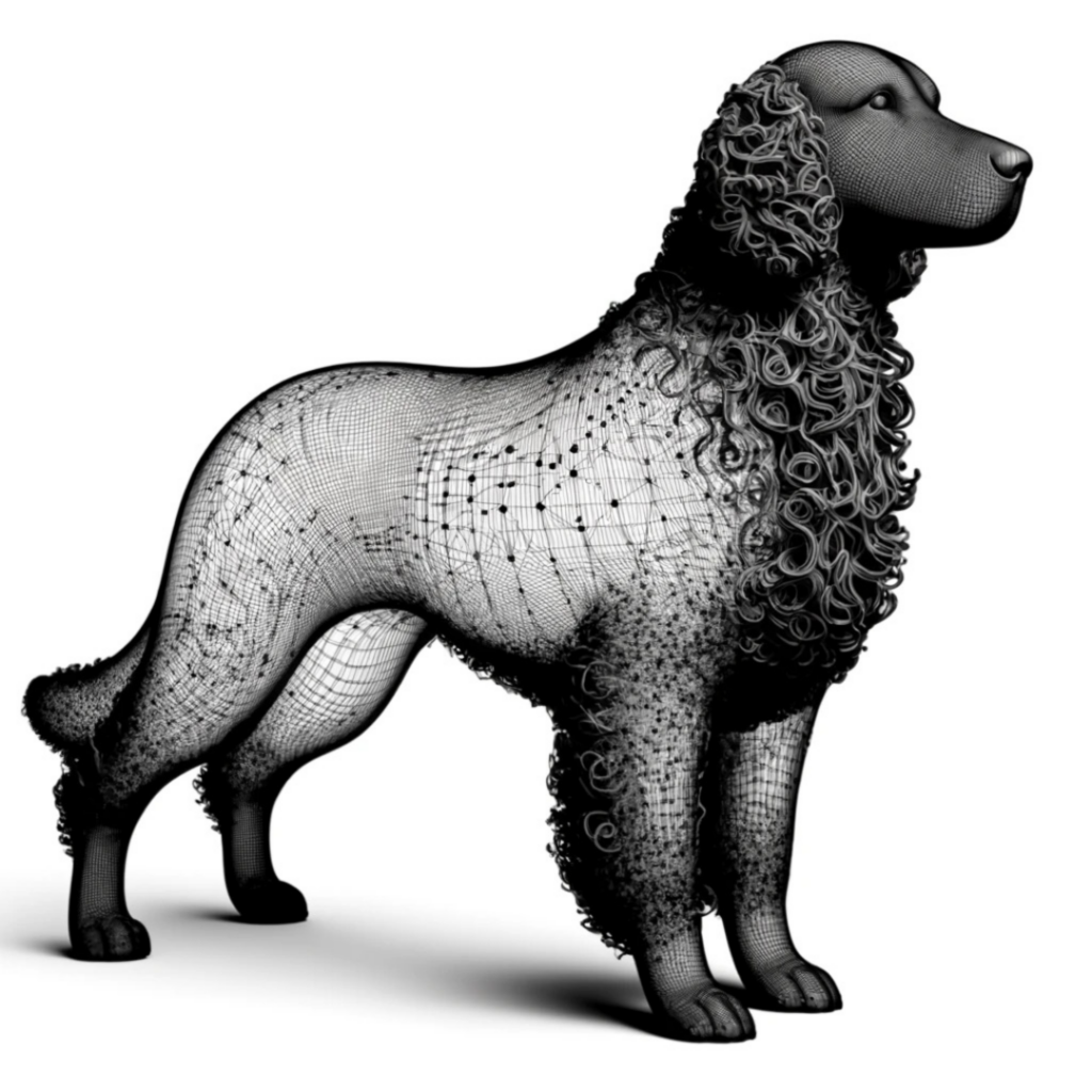 Curly Coated Retriever