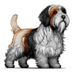 Petit Basset Griffon Vendéen