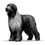 Briard