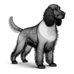 Irish Water Spaniel