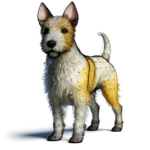 podengo-portugues-ruhaaret-dvaerg